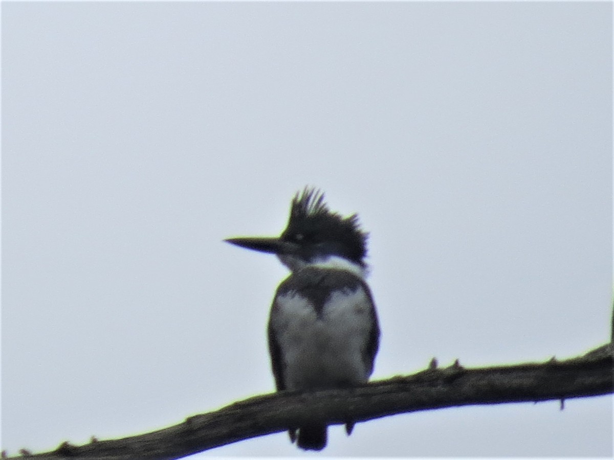 Belted Kingfisher - ML274407121