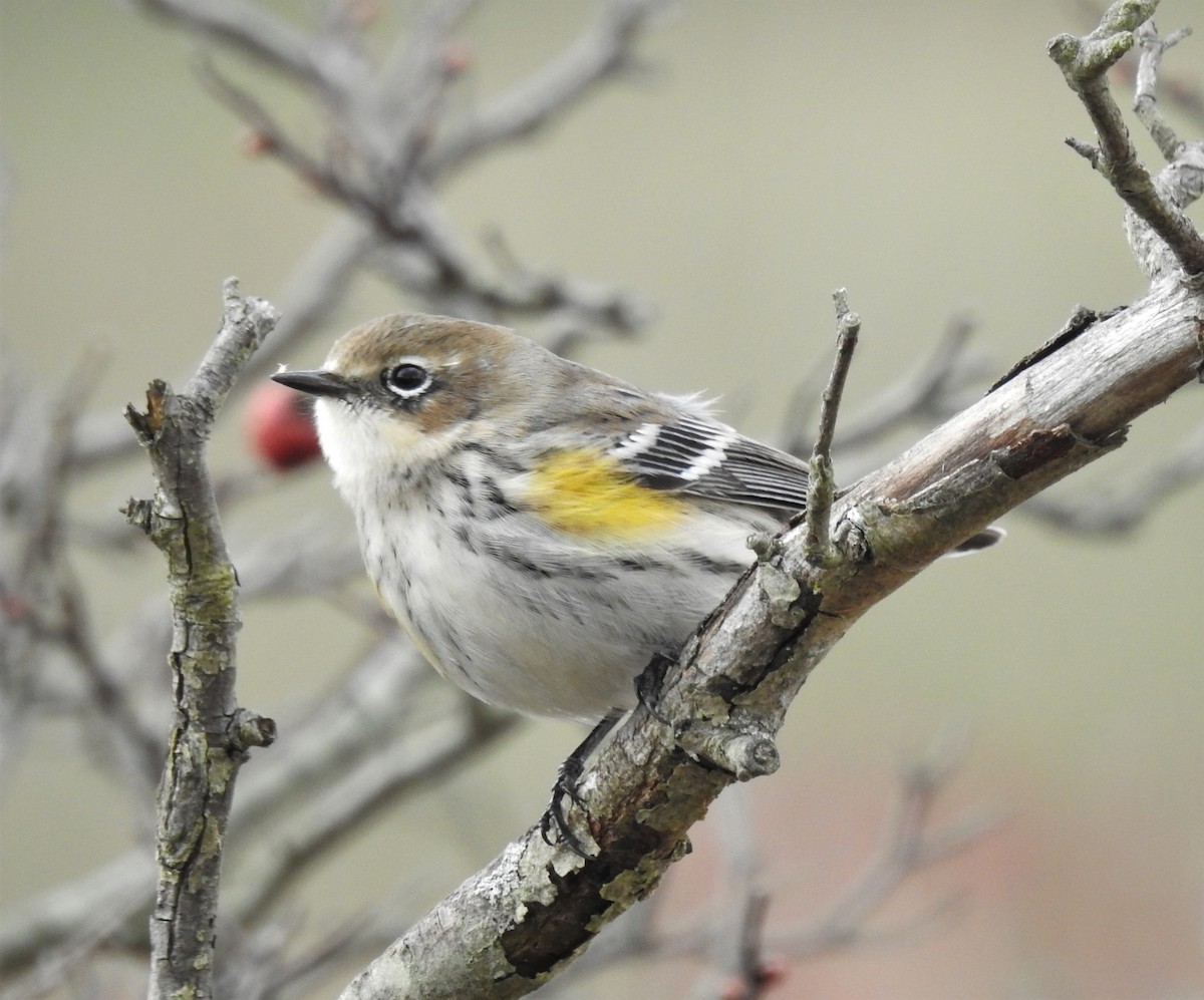 Yellow-rumped Warbler - Bruce Hoover