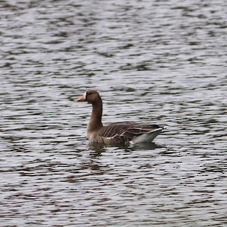 Greater White-fronted Goose, ML274409341