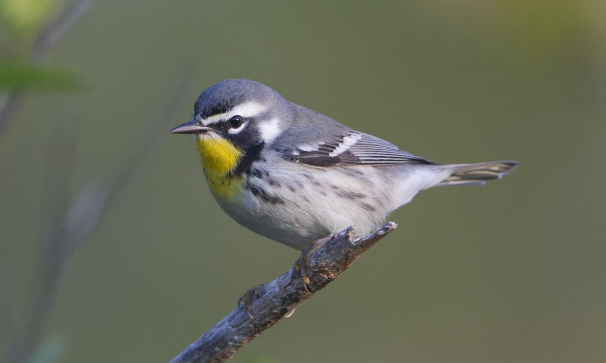 Yellow-throated Warbler - Brian Sullivan