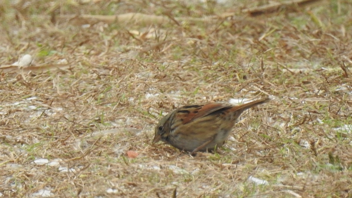 Swamp Sparrow - ML274412751