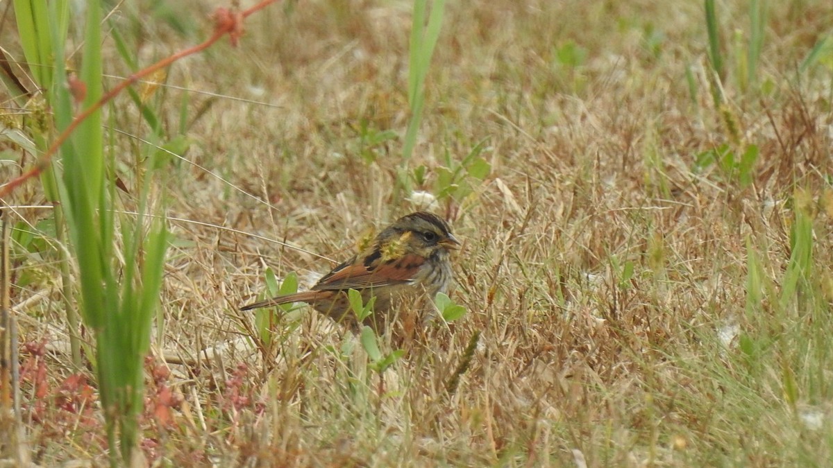 Swamp Sparrow - ML274412841