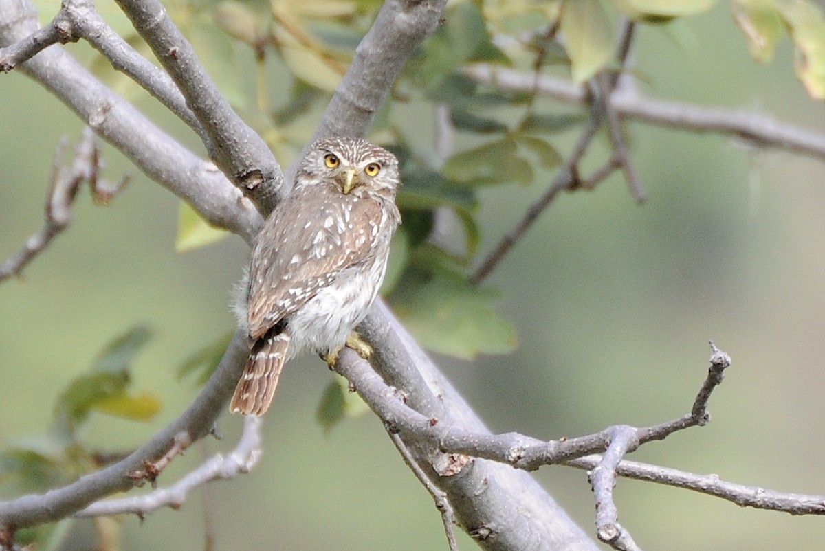Peruvian Pygmy-Owl - ML274418241