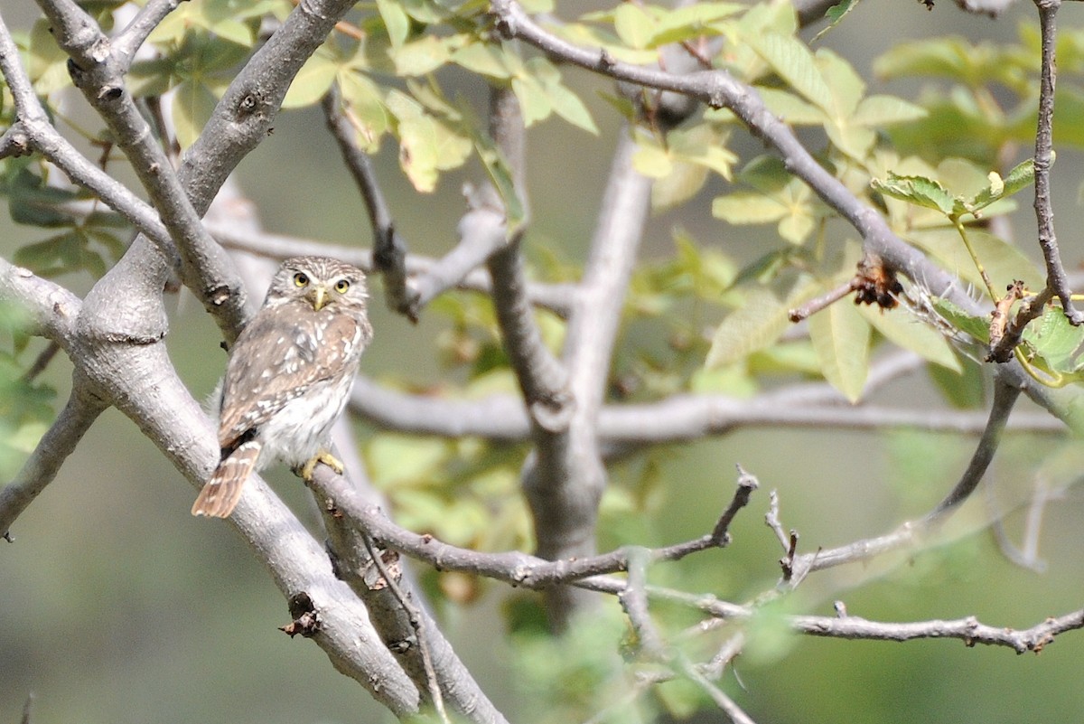 Peruvian Pygmy-Owl - ML274418281