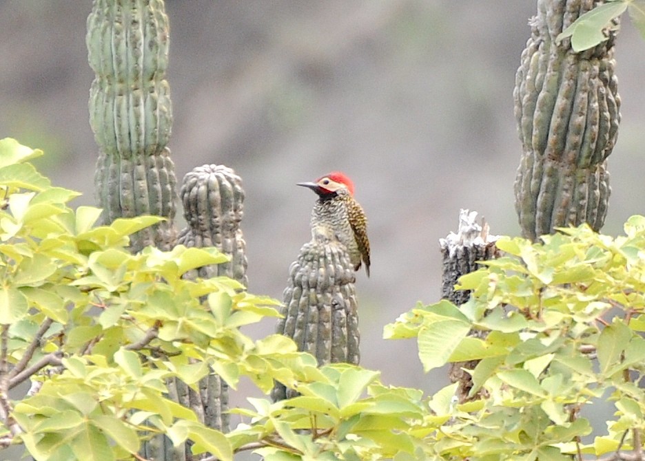 Black-necked Woodpecker - ML274418411