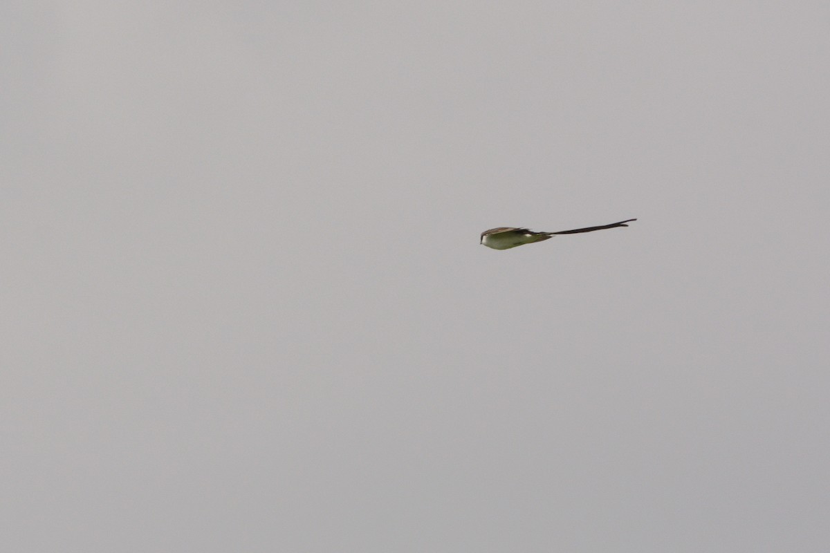 Fork-tailed Flycatcher - Leonel Melvern