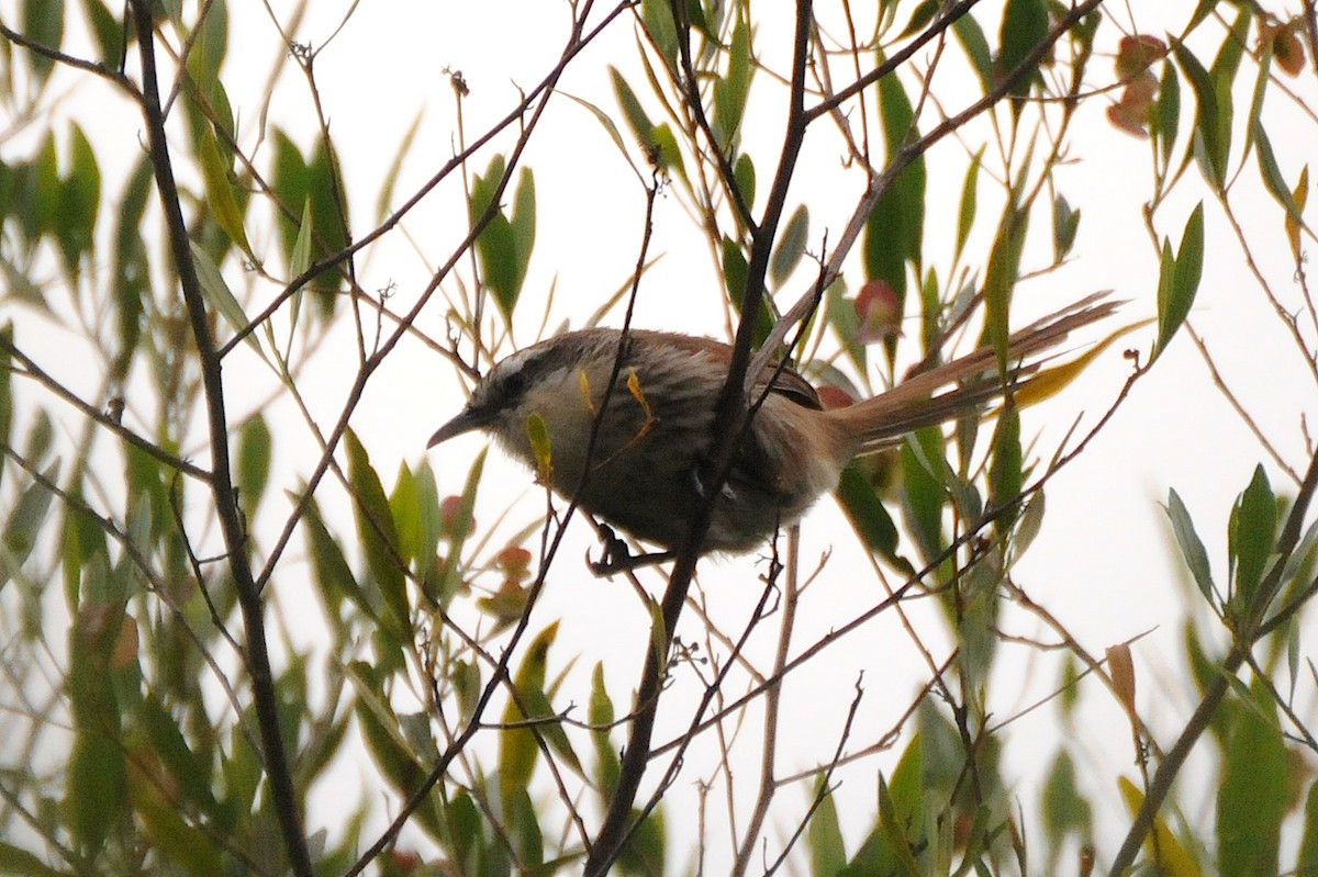 Great Spinetail - ML274419741
