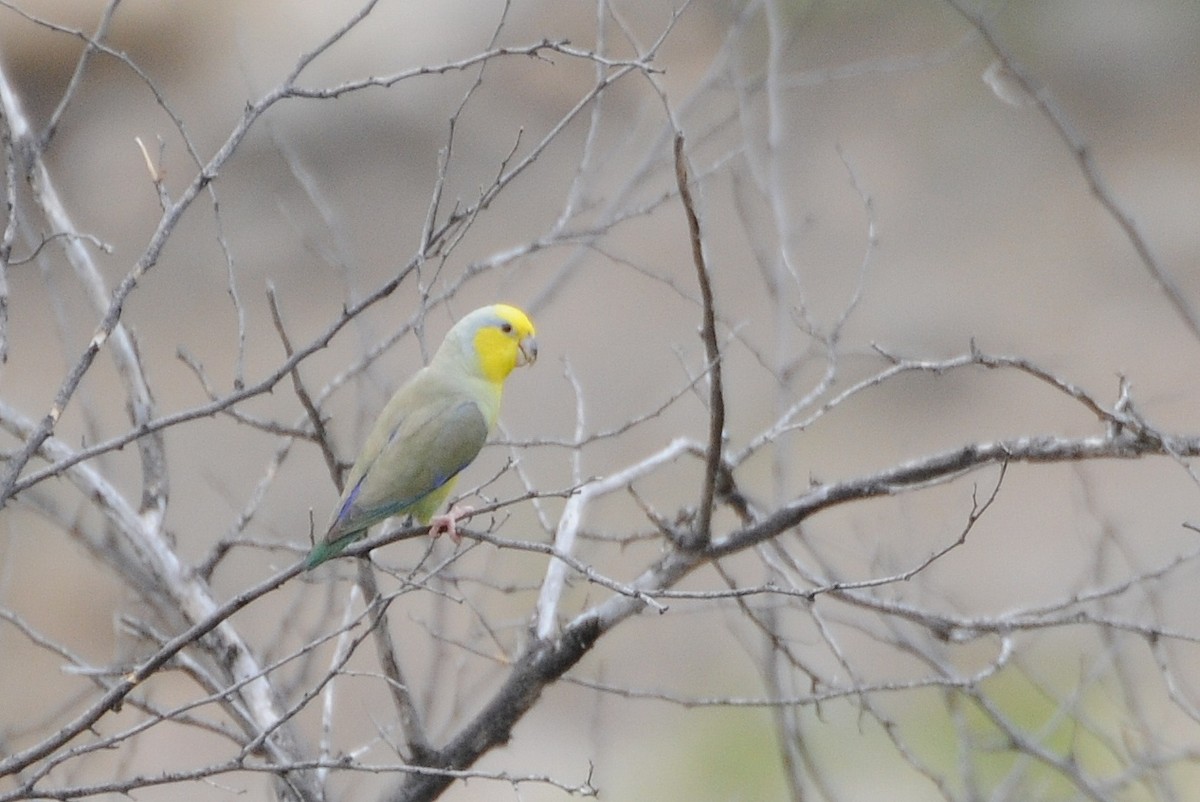 Yellow-faced Parrotlet - ML274420391
