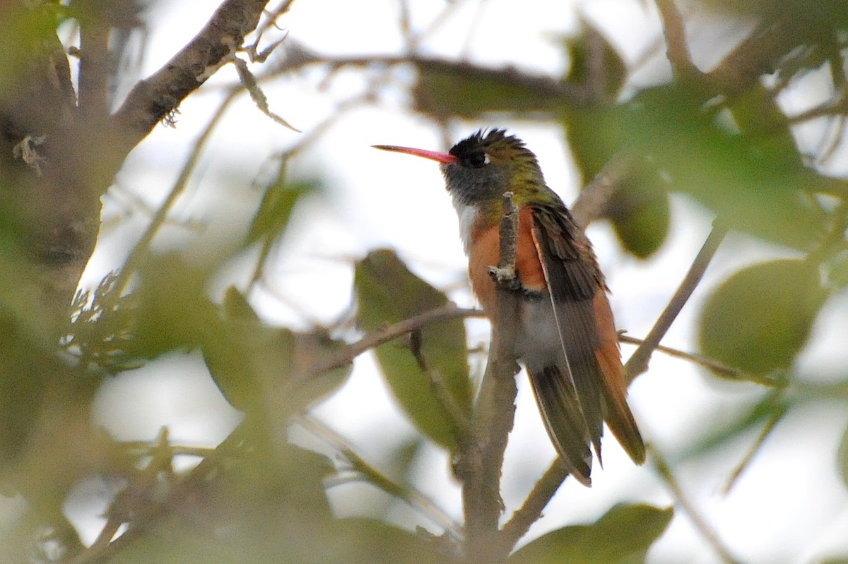 Amazilia Hummingbird - ML274424871