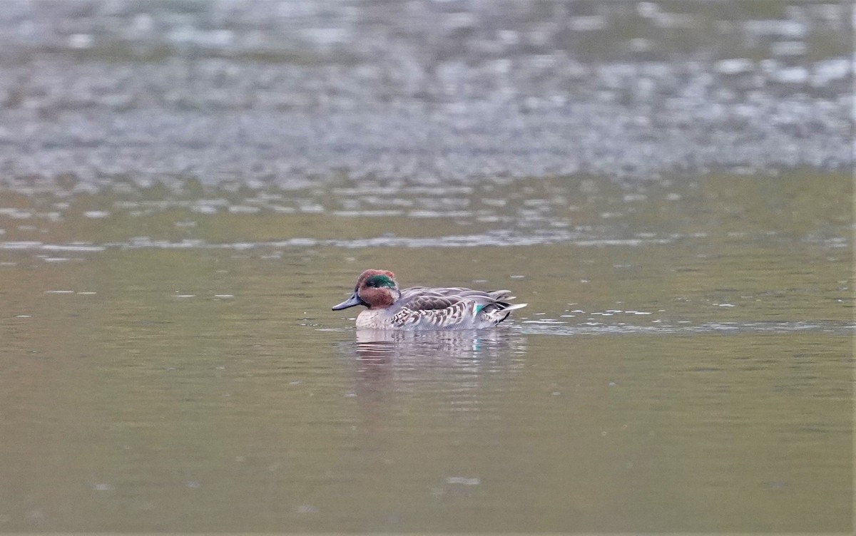 Green-winged Teal - ML274424941