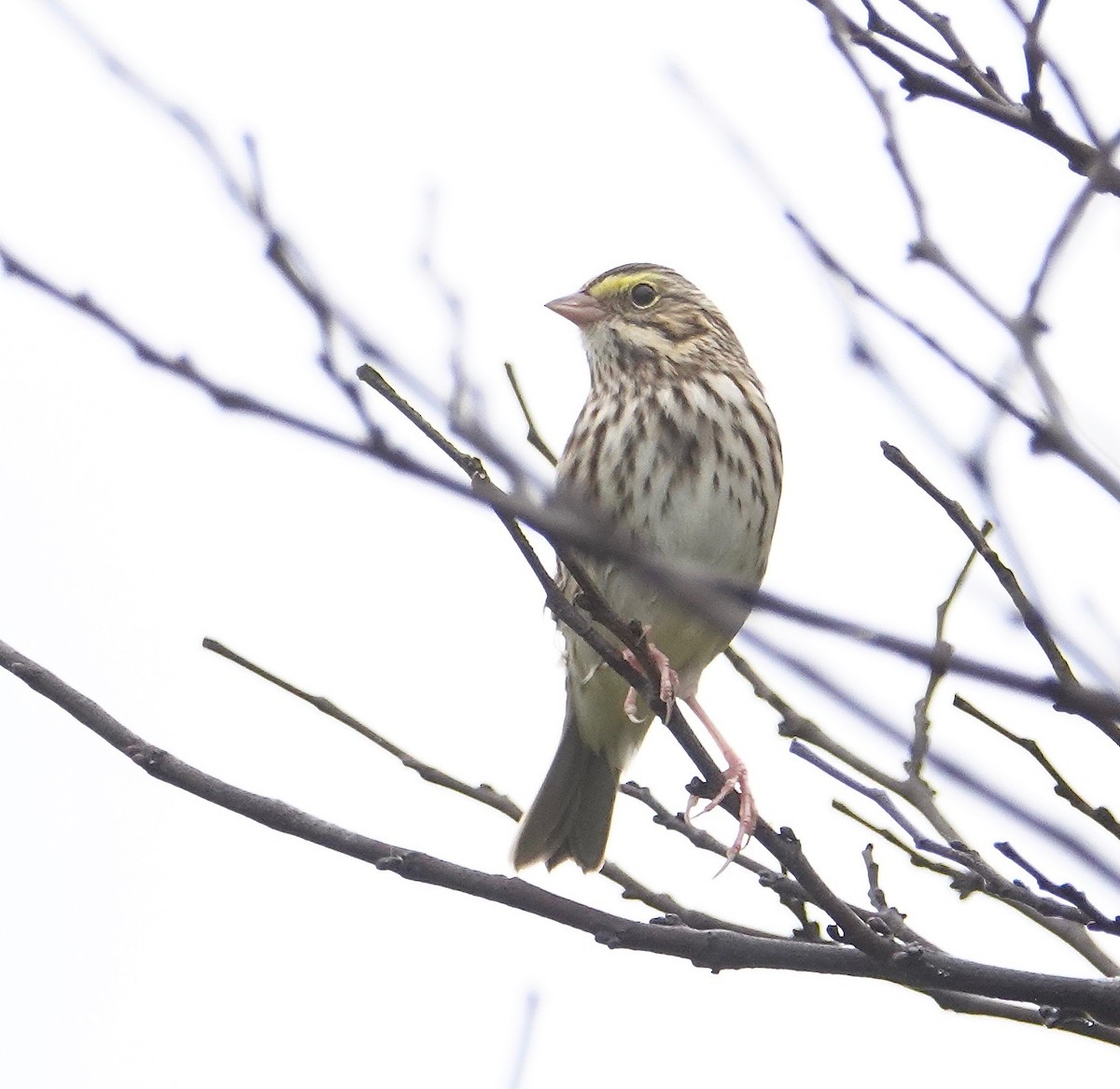 Savannah Sparrow - ML274428171