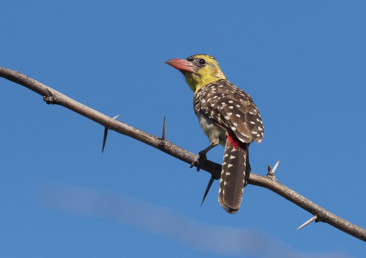 Yellow-breasted Barbet - ML274430841