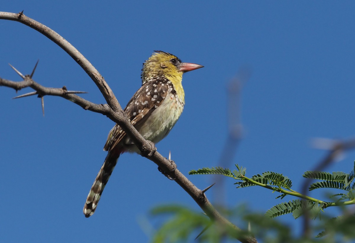 Yellow-breasted Barbet - ML274431161