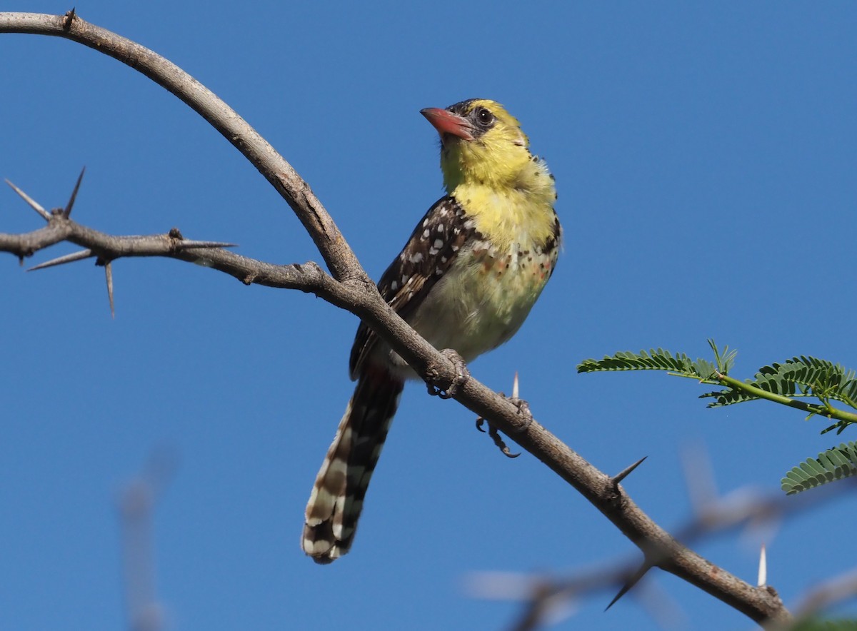 Yellow-breasted Barbet - ML274431191
