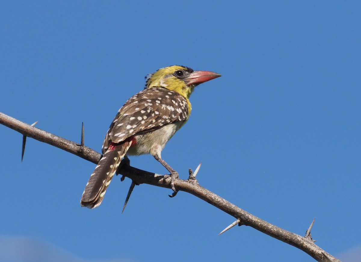 Yellow-breasted Barbet - ML274431261