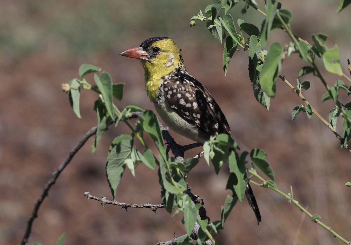 Yellow-breasted Barbet - ML274431991