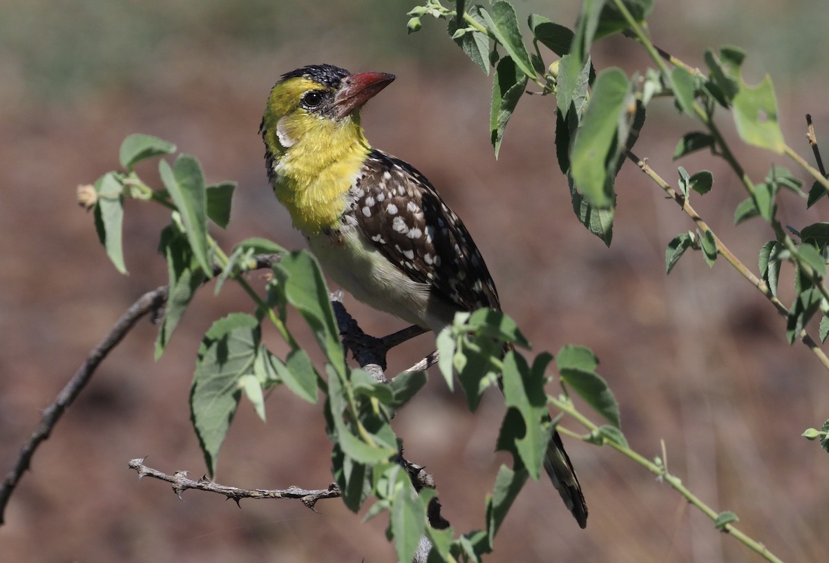 Yellow-breasted Barbet - ML274432171