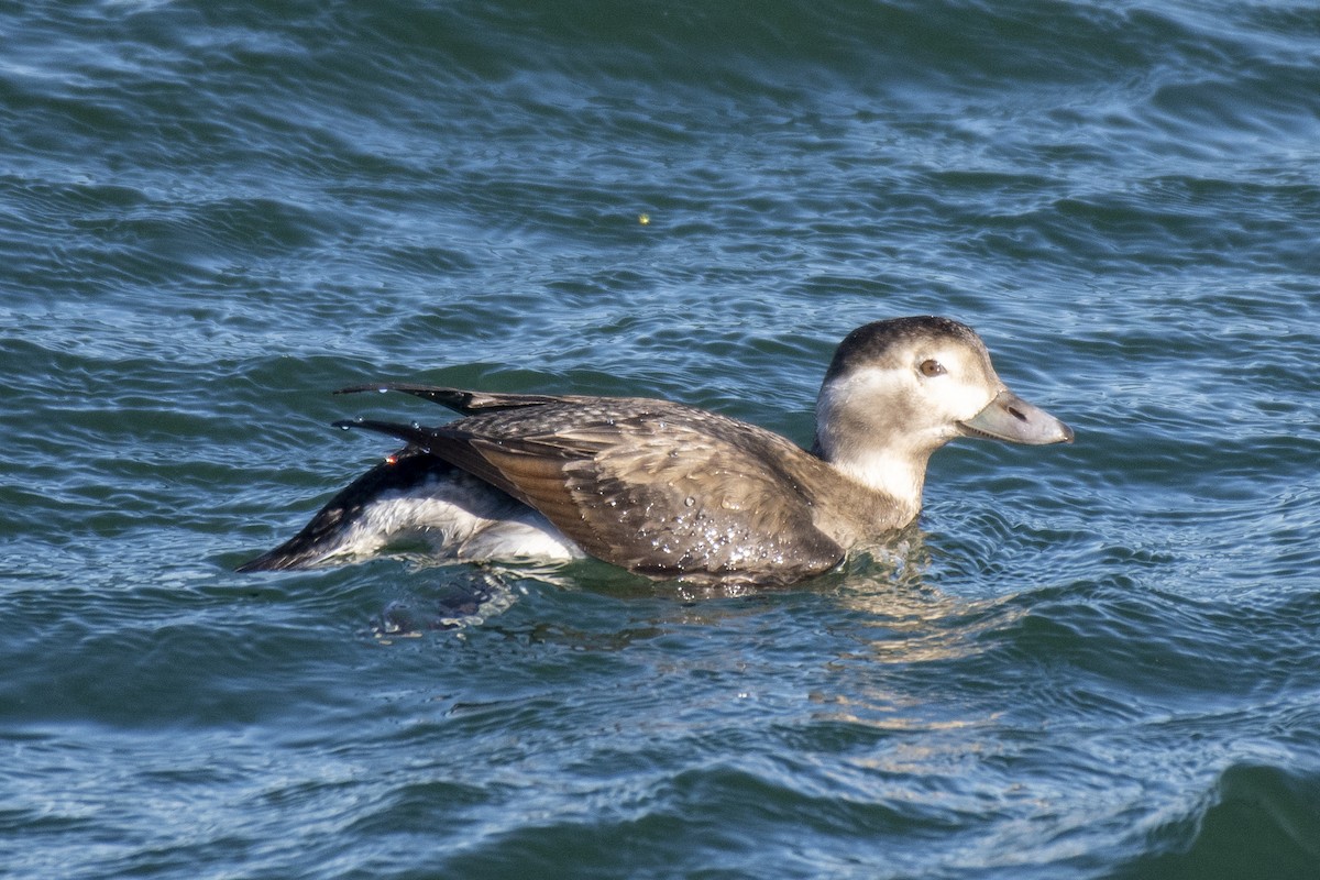 Long-tailed Duck - Gerry Meenaghan