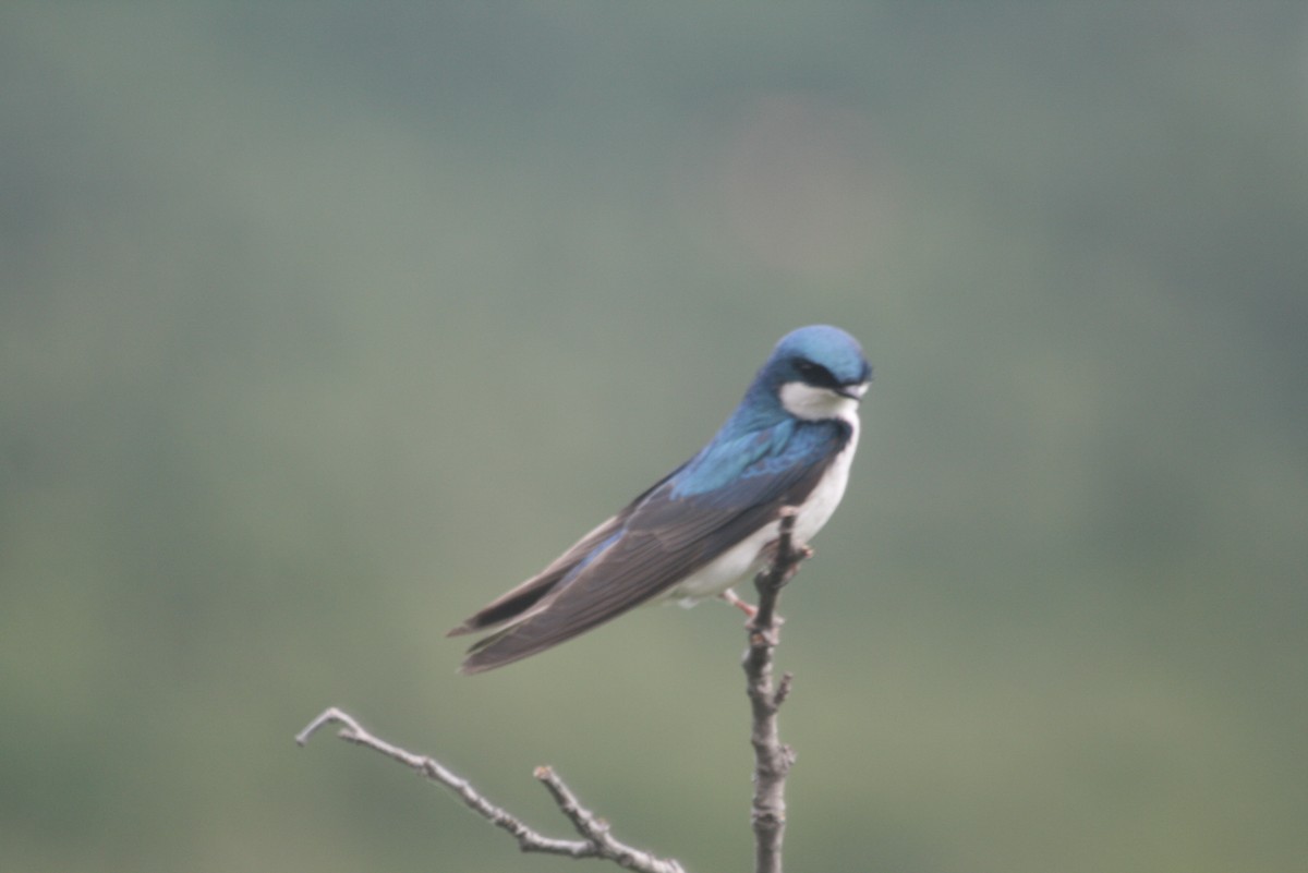 Tree Swallow - Herbert King