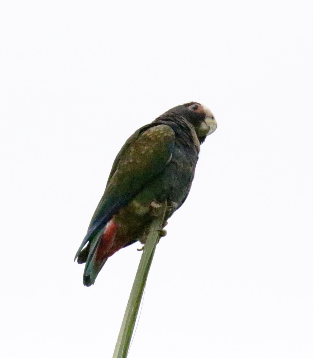 White-crowned Parrot - ML274437321