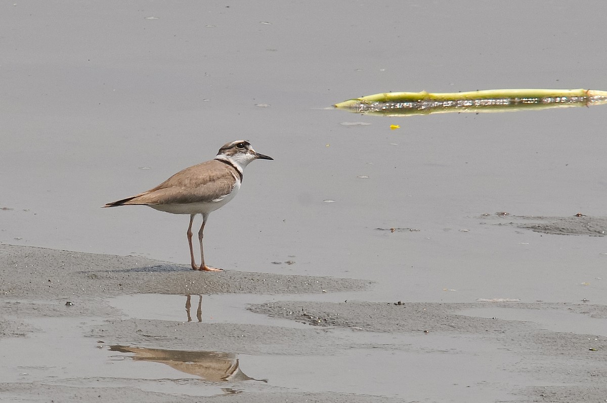 Long-billed Plover - Augusto Faustino