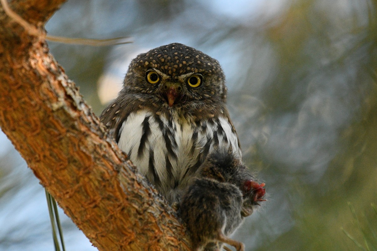 Northern Pygmy-Owl - Ben  Sonnenberg