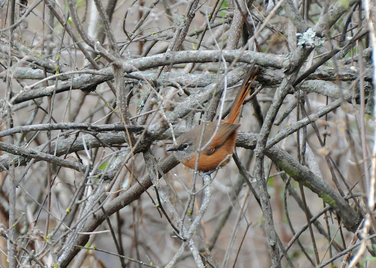 Russet-bellied Spinetail - ML274453011