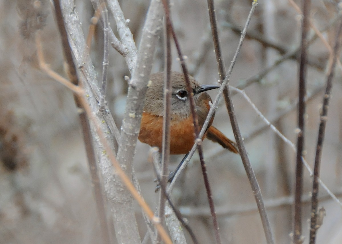 Russet-bellied Spinetail - ML274453071