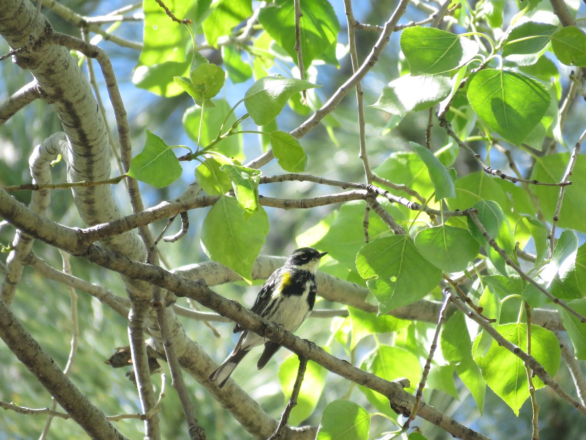 Yellow-rumped Warbler (Myrtle) - ML27445681