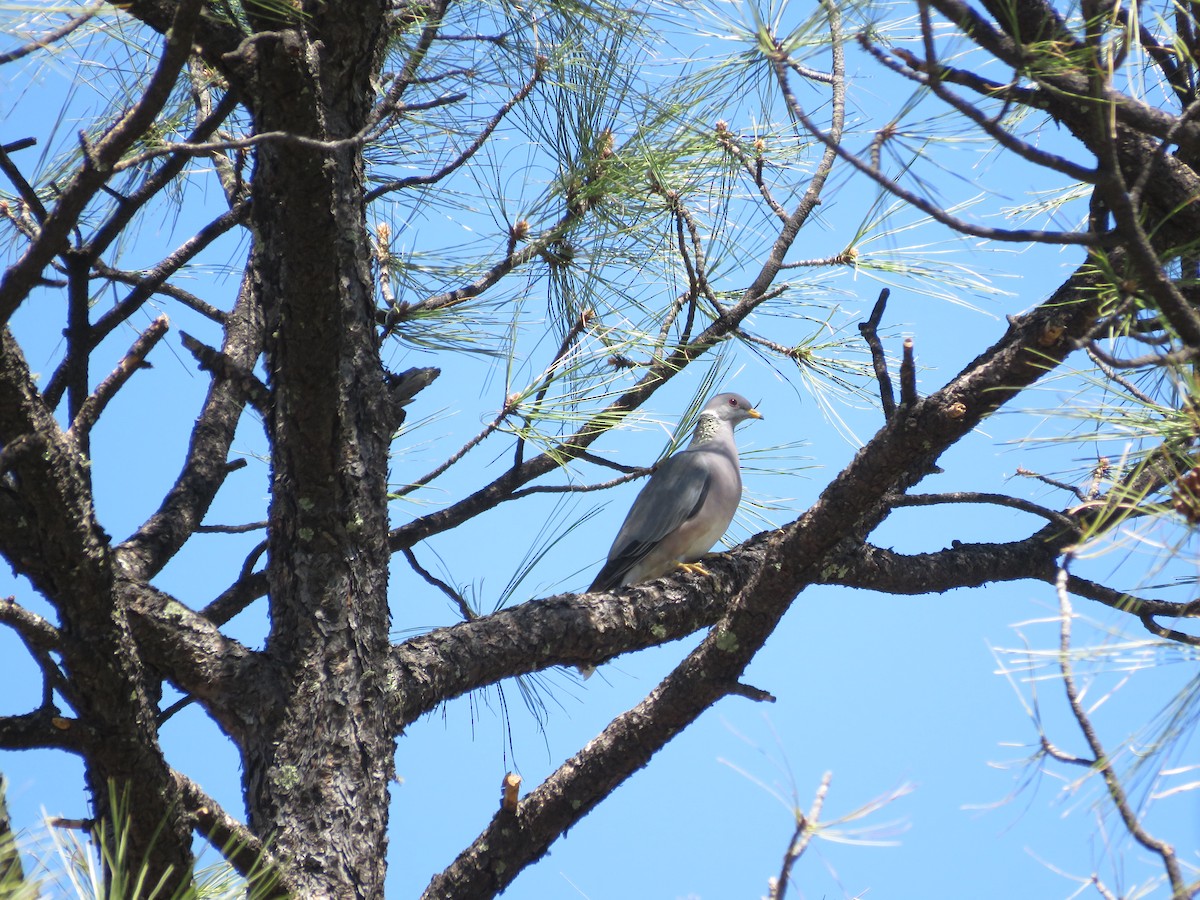 Band-tailed Pigeon - ML27445691