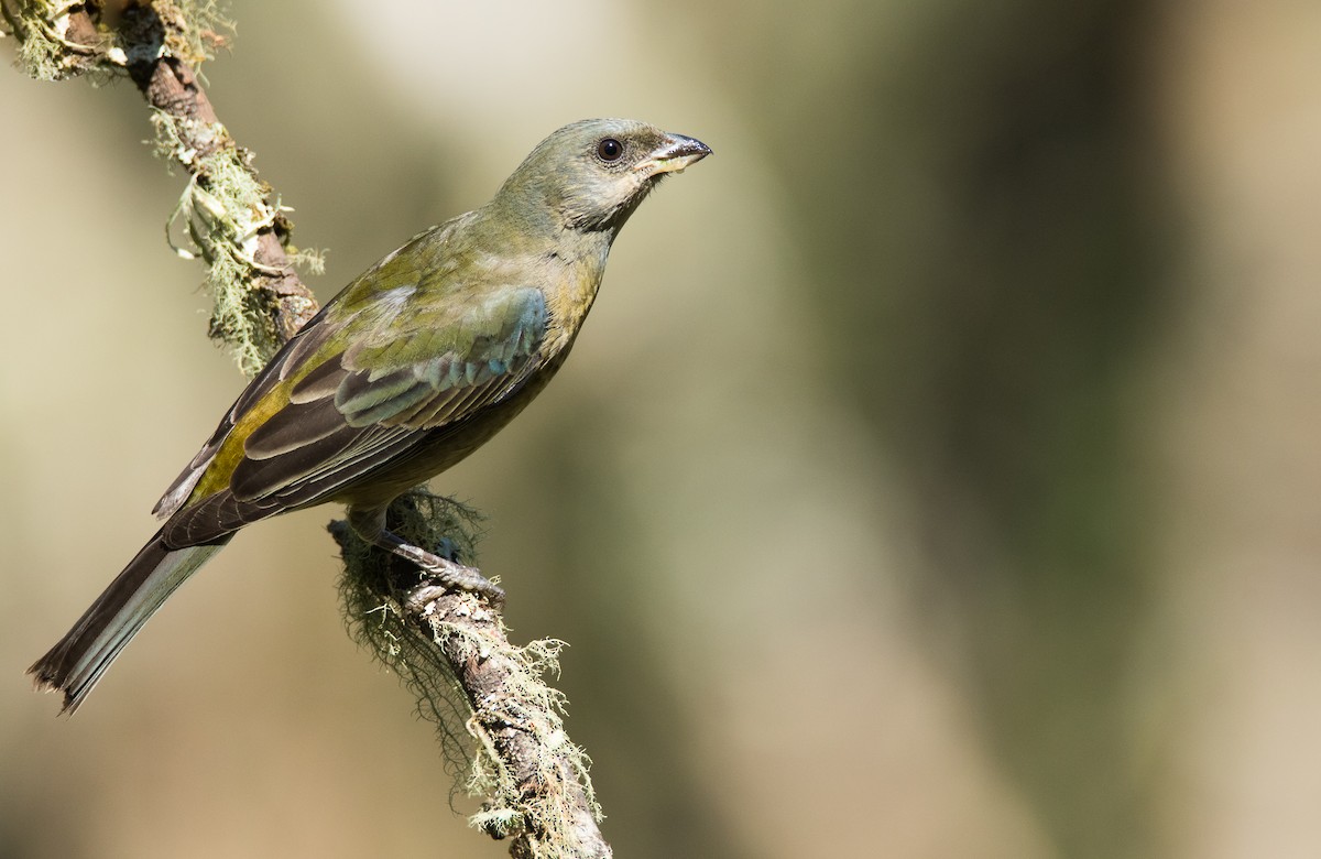 Blue-and-yellow Tanager - ML27446301
