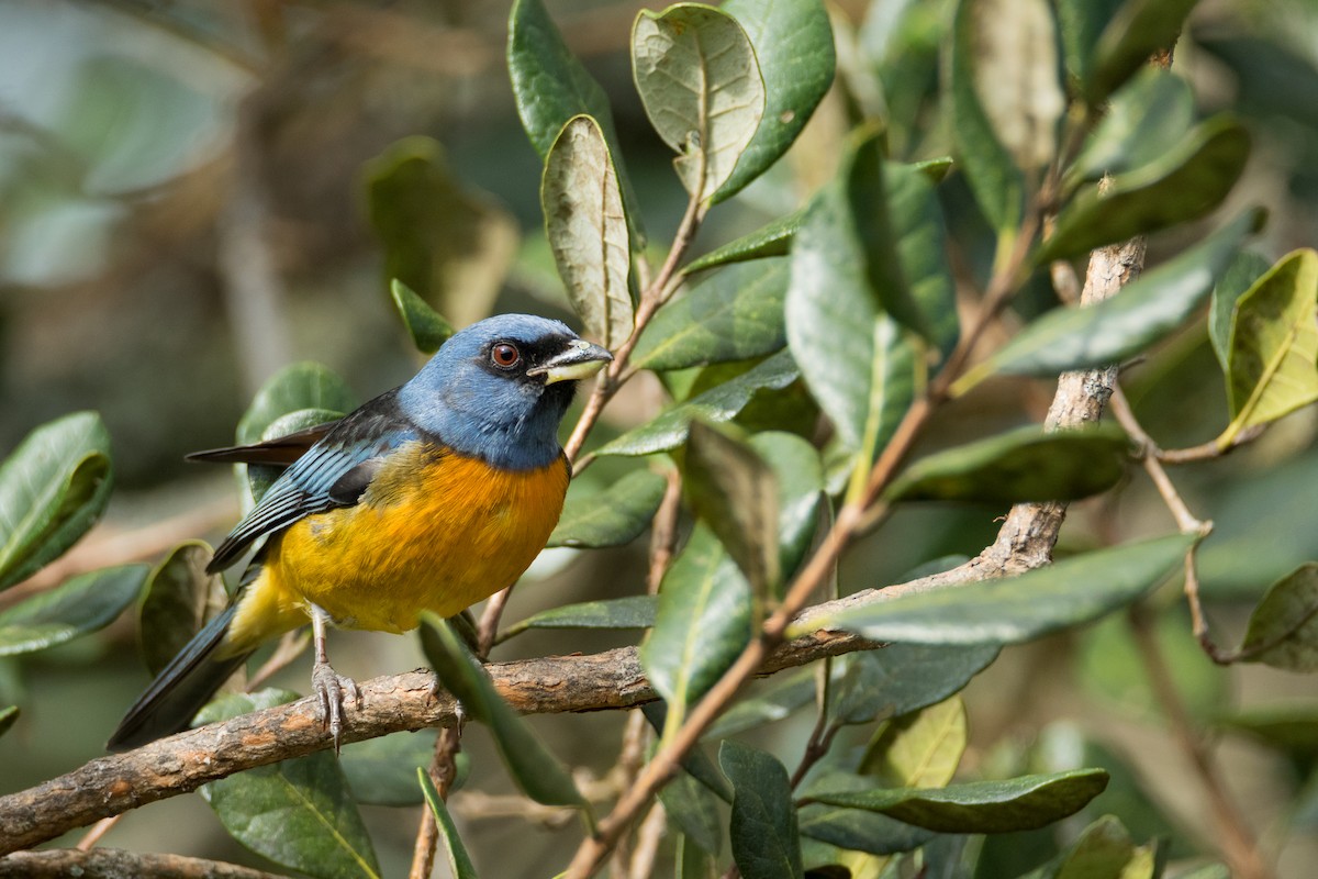 Blue-and-yellow Tanager - Luana Bianquini