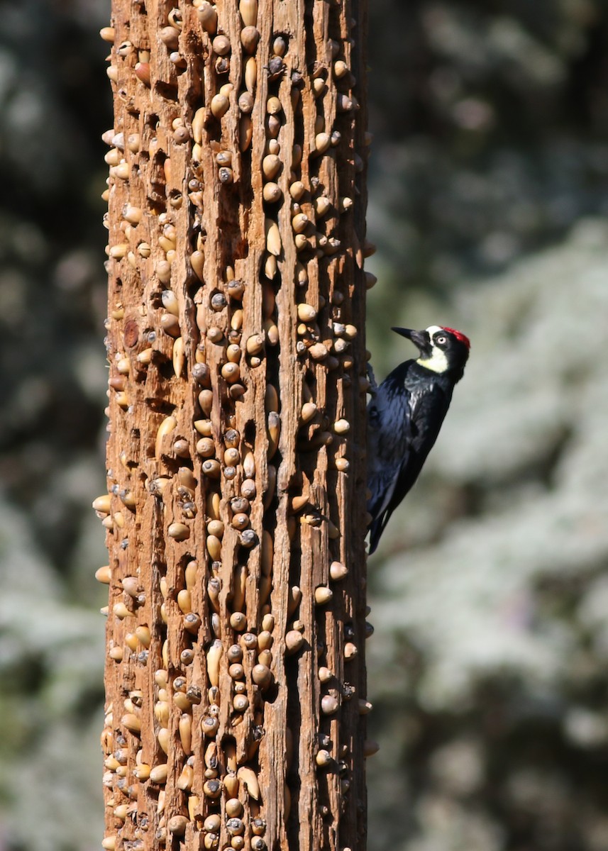 Acorn Woodpecker - Zane Pickus
