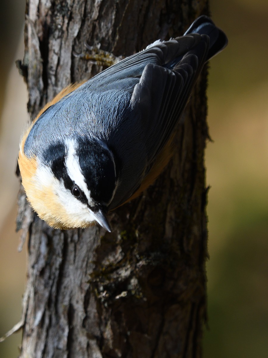Red-breasted Nuthatch - Alexandre Terrigeol