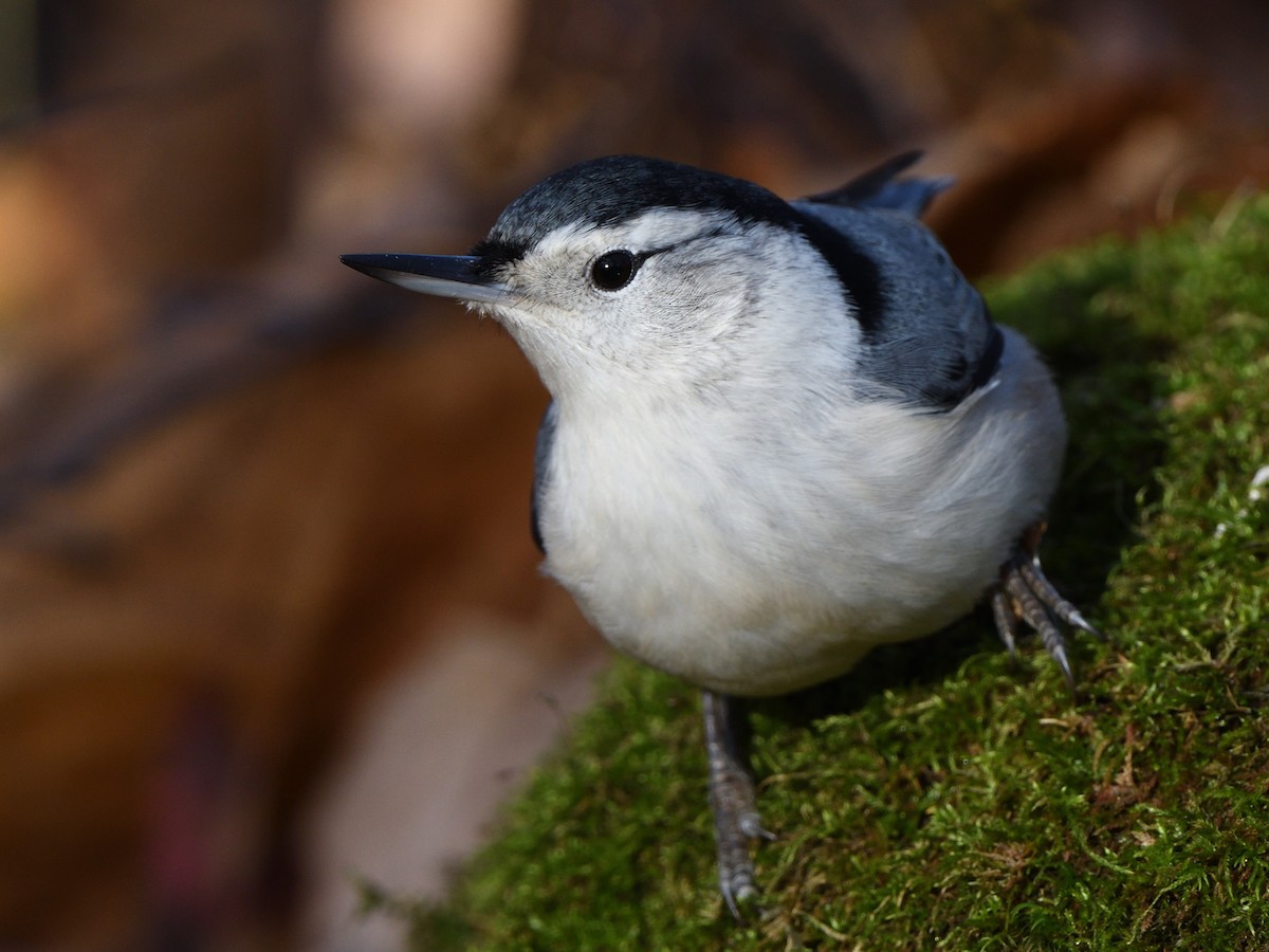 White-breasted Nuthatch - Alexandre Terrigeol