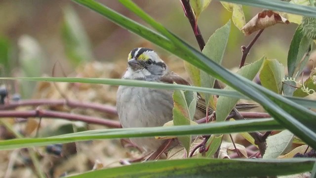 White-throated Sparrow - ML274475721