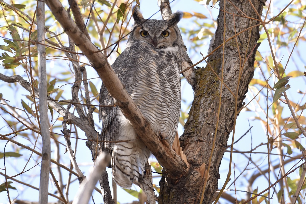 Great Horned Owl - ML274483561