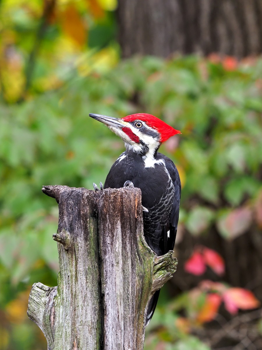 Pileated Woodpecker - Gary Mueller