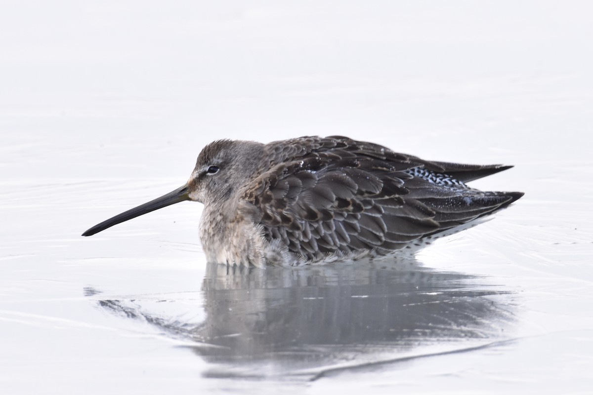 Long-billed Dowitcher - Cameron Codd