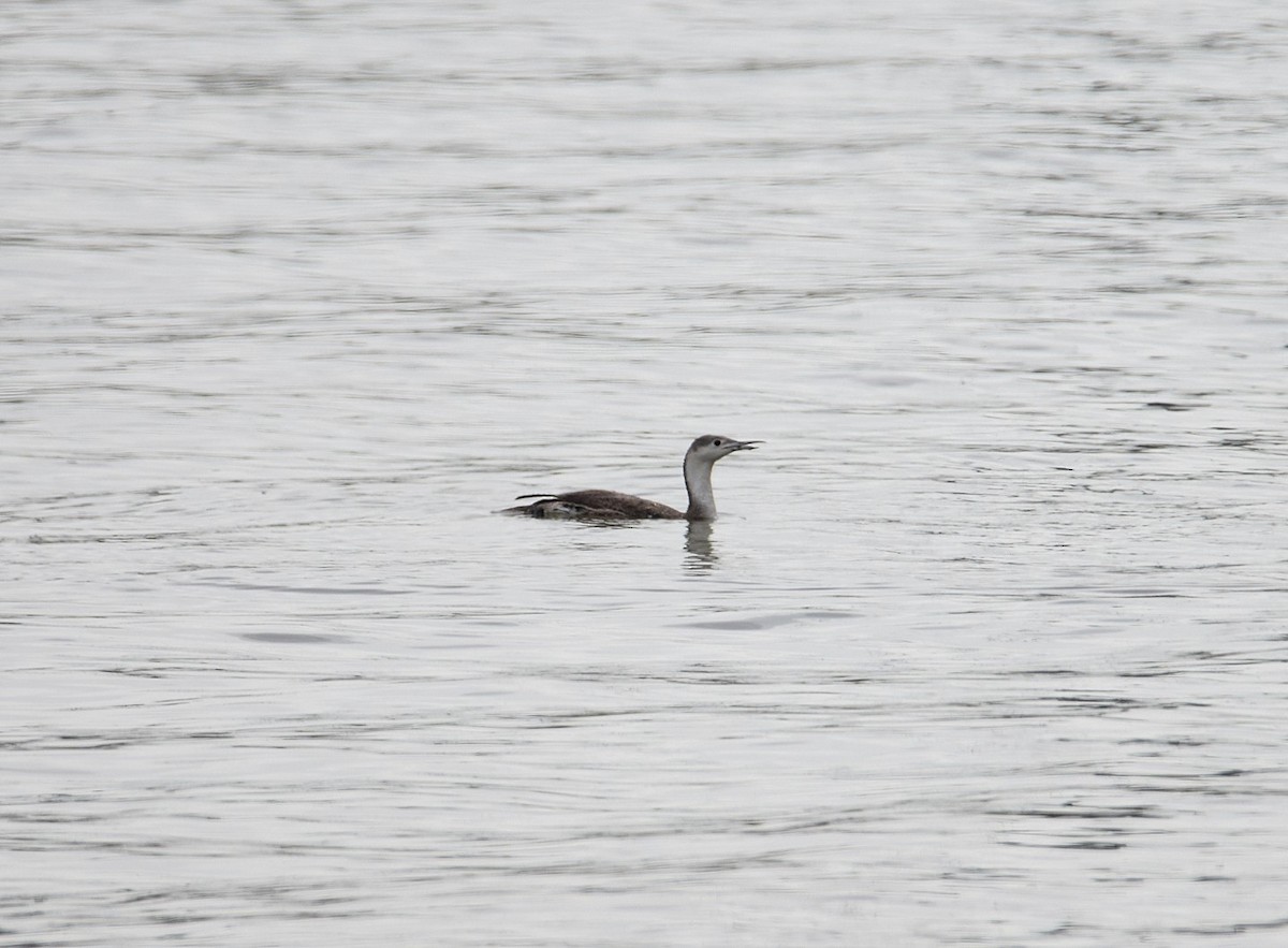 Red-throated Loon - Bill Williams