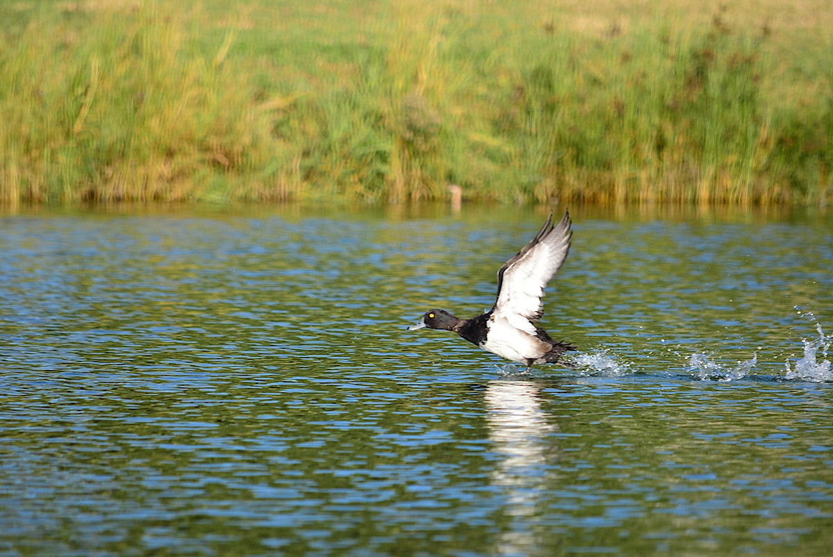 Tufted Duck - ML274497371