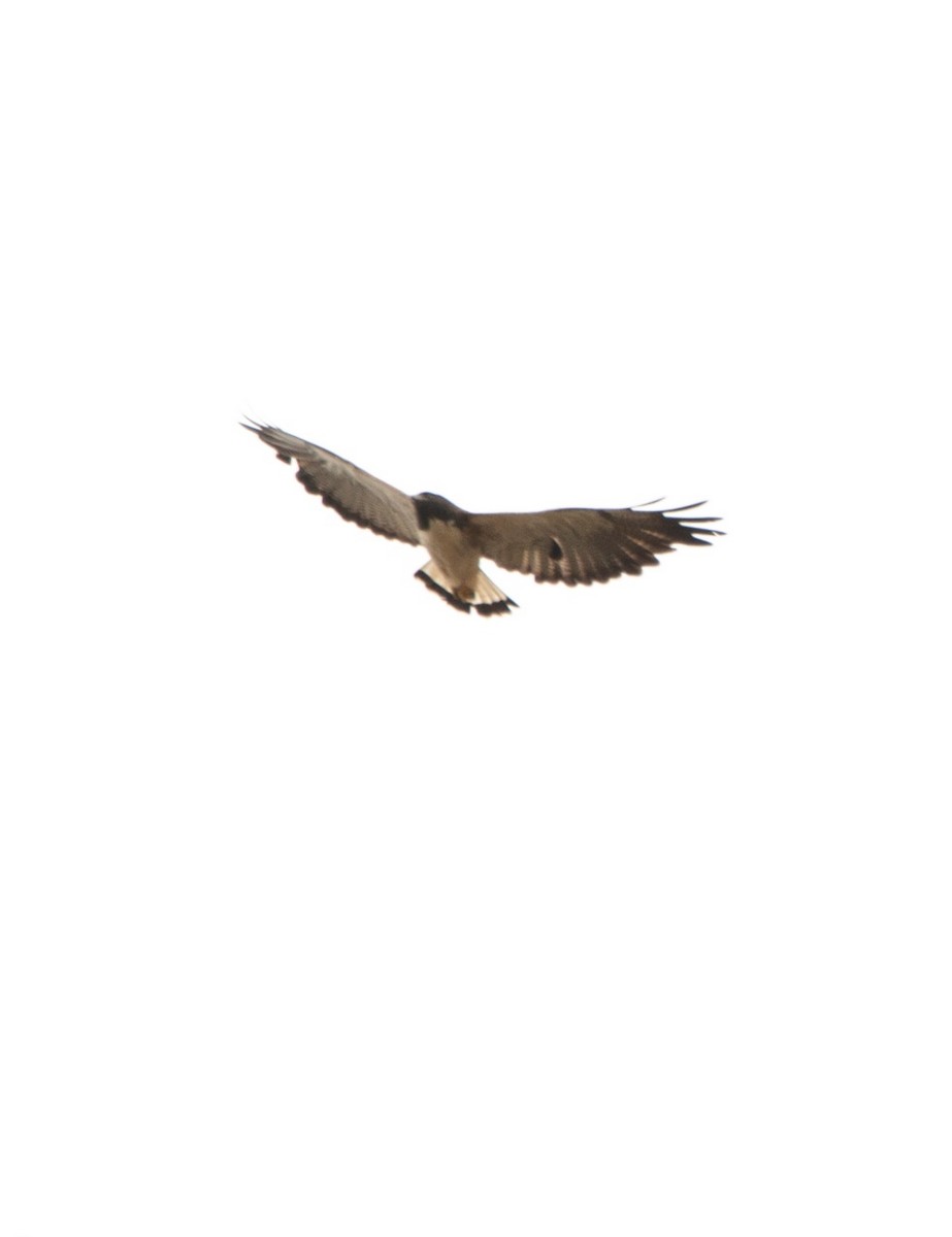 White-tailed Hawk - Allan Clé Porto