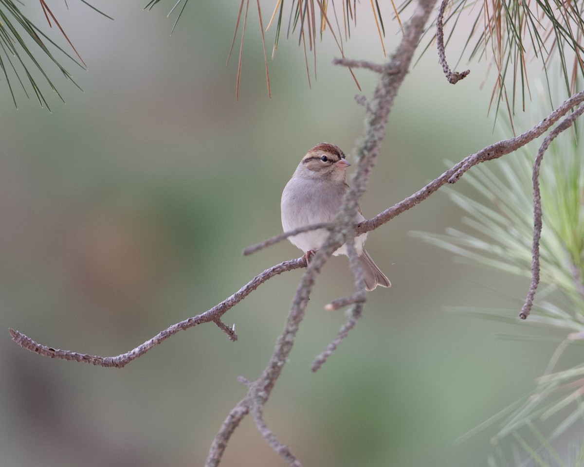 Chipping Sparrow - ML274499271
