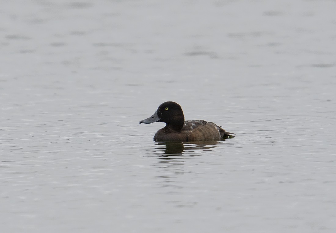 Greater Scaup - Gary Woods