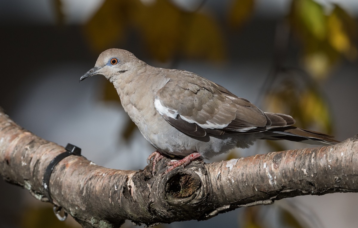 White-winged Dove - Simon Boivin