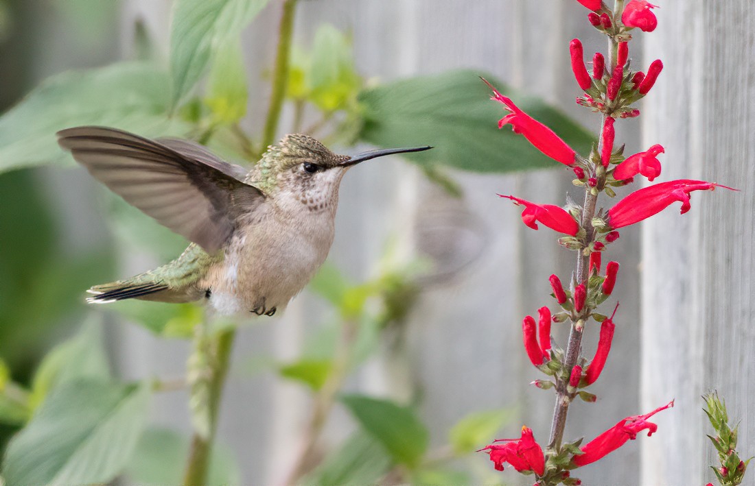 Ruby-throated Hummingbird - Jay Gilliam