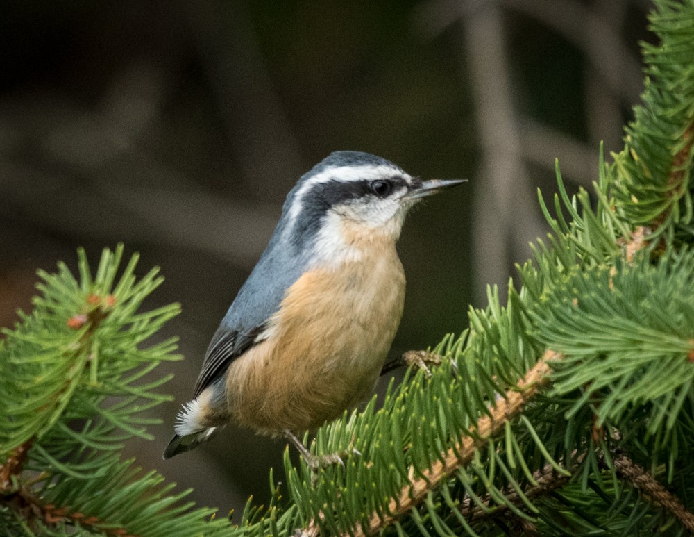 Red-breasted Nuthatch - josh Ketry