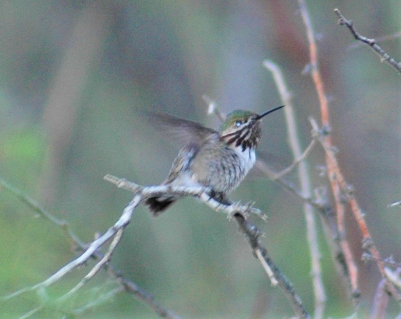 Calliope Hummingbird - Sue Riffe