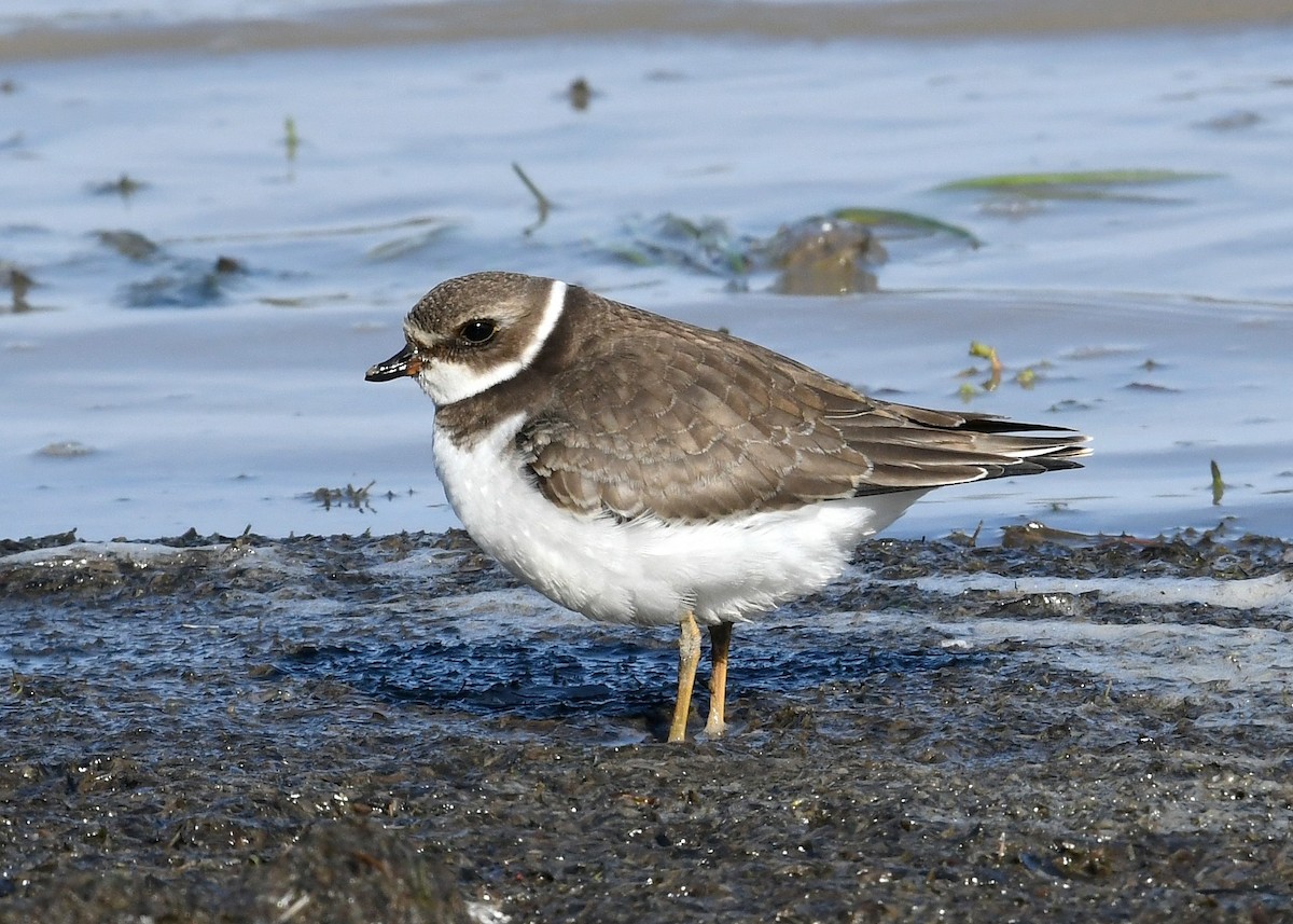Semipalmated Plover - ML274506881