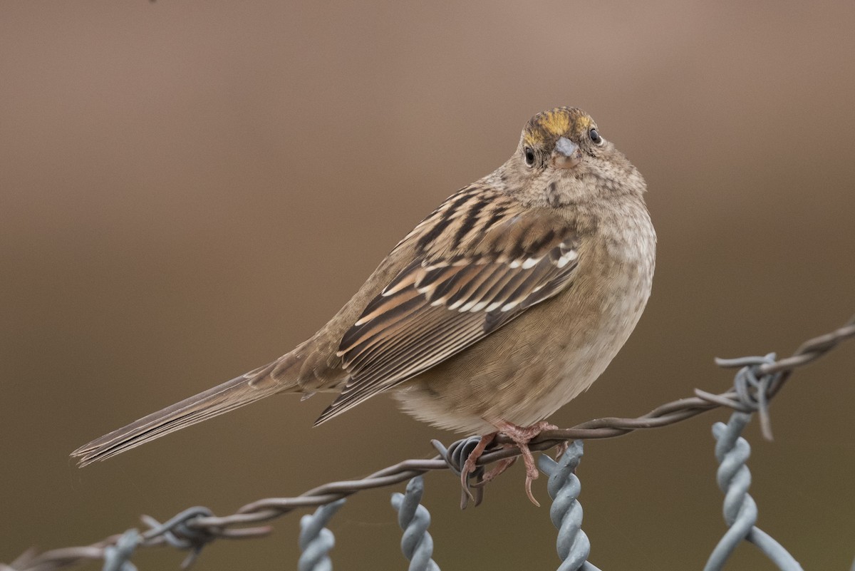 Golden-crowned Sparrow - ML274510521